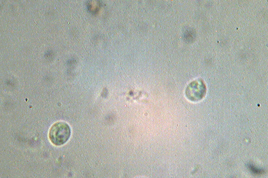 Steccherinum bourdotii